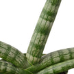 Snake Plant Starfish | Air-Purifying Cylindrical Sansevieria | House Plant Shop