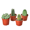 4 Cacti Variety Pack - 4.0