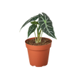 Alocasia Amazonica 'Bambino'