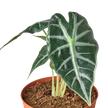 Alocasia Amazonica 'Bambino'