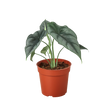 Alocasia Amazonica Reversa | Unique Arrowhead Plant | Moderate Care | House Plant Shop
