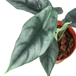 Alocasia Amazonica Reversa | Unique Arrowhead Plant | Moderate Care | House Plant Shop