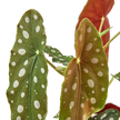 Begonia 'Maculata'