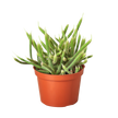Rat Tail Cactus