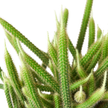 Rat Tail Cactus