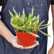 Rat Tail Cactus