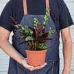 Calathea Lancifolia 'Rattlesnake'