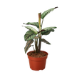 Calathea 'White Star'