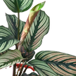 Calathea 'White Star'