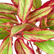 Chinese Evergreen 'Red Siam'