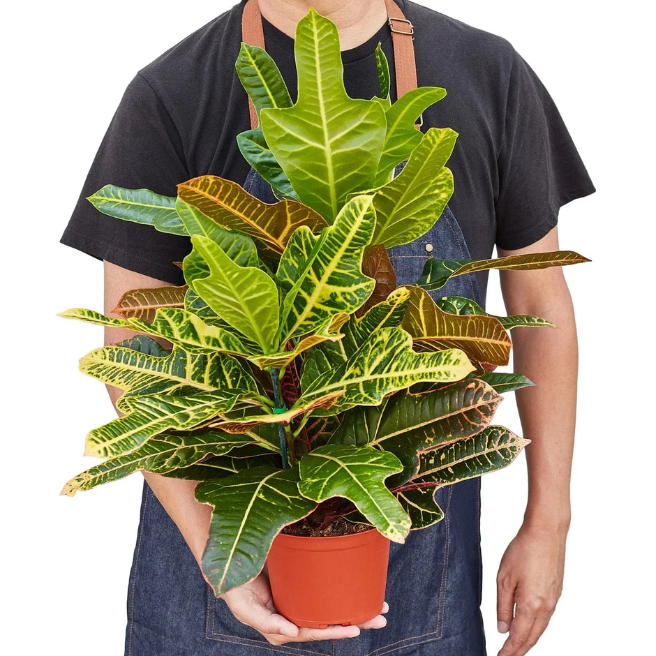 Croton 'Oak Leaf'