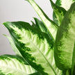 Dieffenbachia Camille