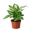 Dieffenbachia 'Tropic Snow'