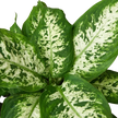 Dieffenbachia 'Tropic Snow'