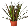 Dracaena 'Marginata Magenta'