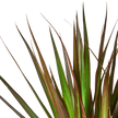 Dracaena 'Marginata Magenta'