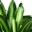 Dracaena Massangeana