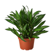 Dracaena 'Song of Jamaica'