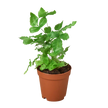 Pteris Cretica 'Albo Fern'