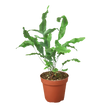 Fern 'Blue Star'