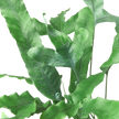 Fern 'Blue Star'