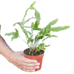 Fern 'Blue Star'