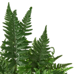 'Korean Rock' Fern