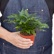 'Korean Rock' Fern