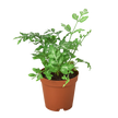 Fern 'Silver Lace'