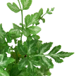 Fern 'Silver Lace'