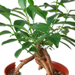 Ficus 'Ginseng'