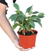 Ficus 'Ginseng'