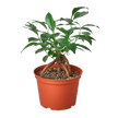 Ficus 'Ginseng'