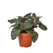 Hemigraphis 'Purple Waffle'