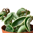Hoya 'Rope Plant' Variegated