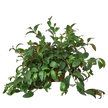 Lipstick Plant