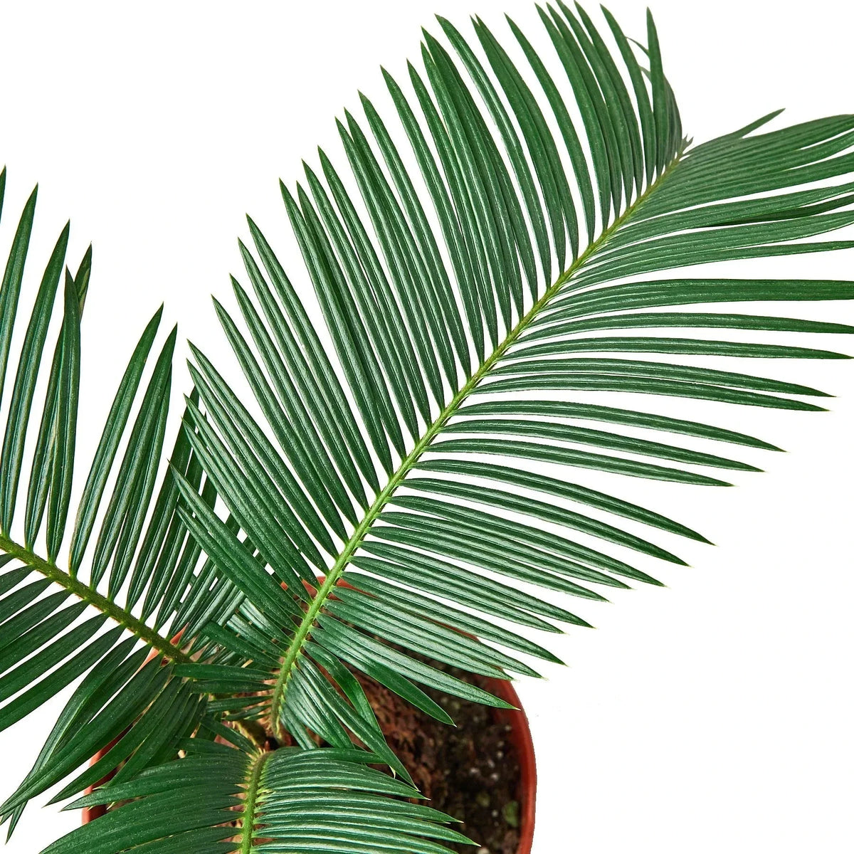 Sago Palm - In 6