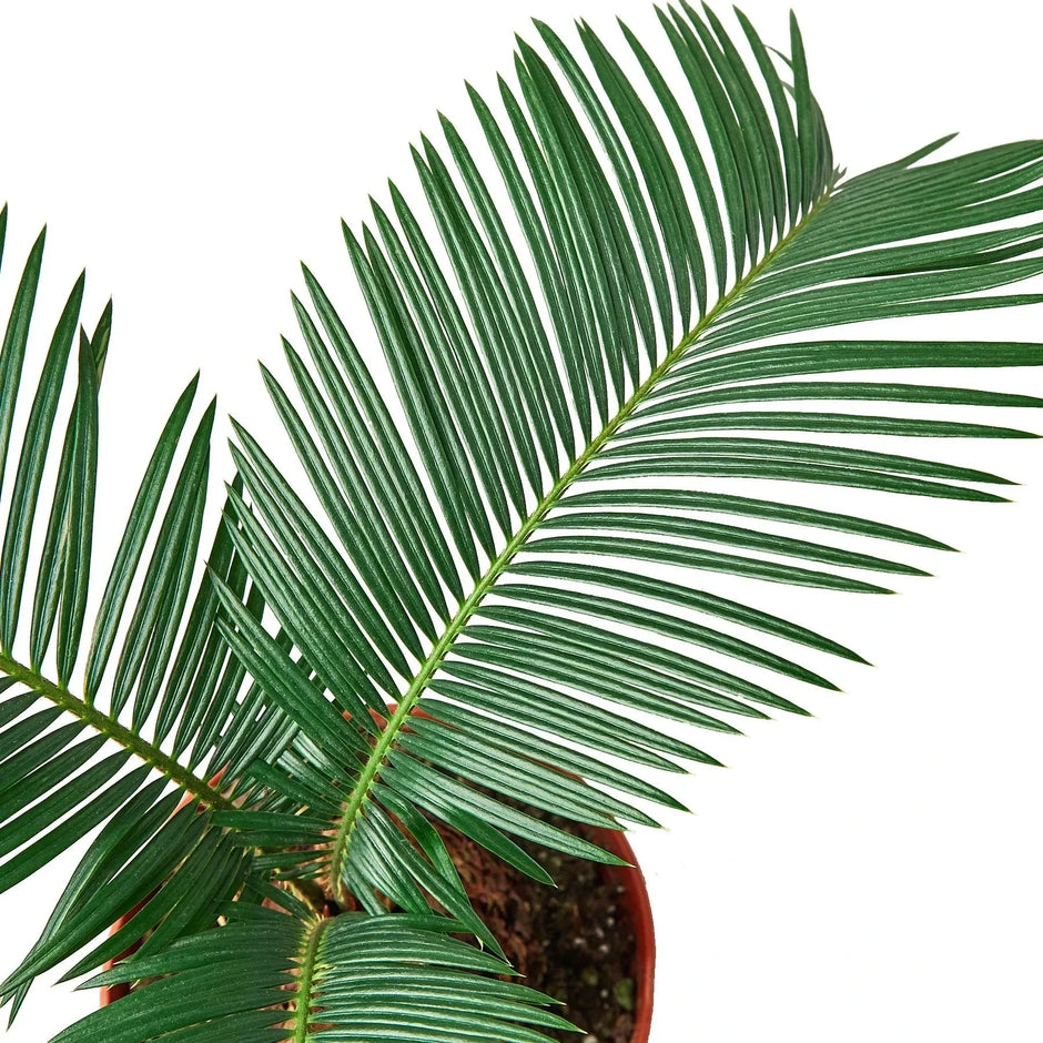 Sago Palm - In 6