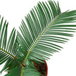 Sago Palm - In 6