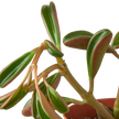 Peperomia 'Ruby Glow'