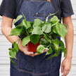 Philodendron Cordatum Heartleaf | Easy Care Climbing Houseplant | House Plant Shop