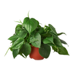 Philodendron Cordatum Heartleaf | Easy Care Climbing Houseplant | House Plant Shop