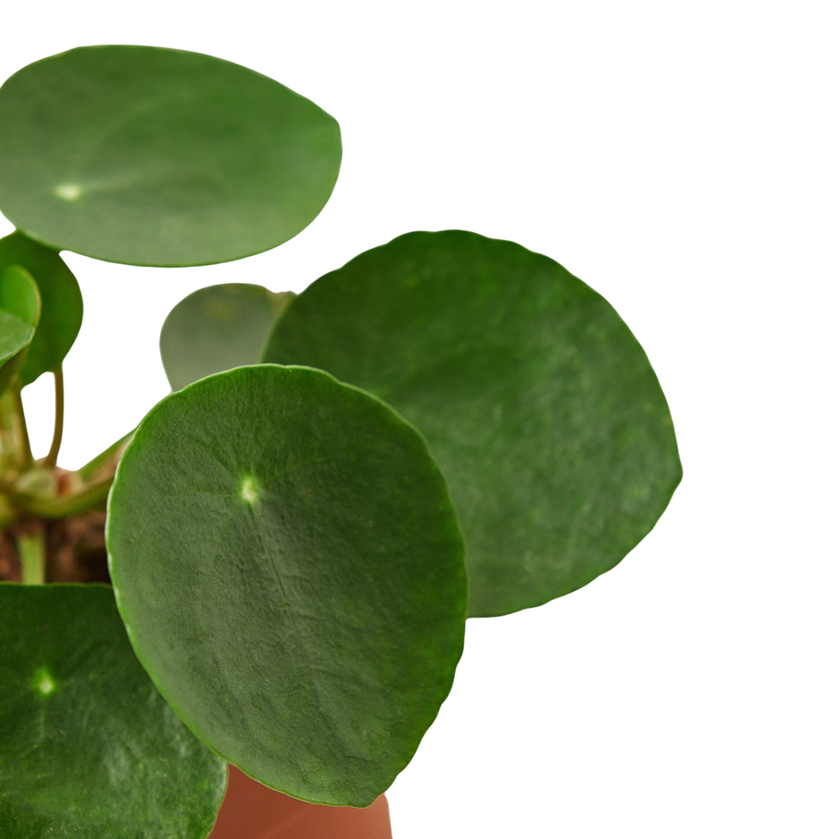 Pilea Peperomioides Chinese Money Plant | Easy Care Coin-Shaped Leaves | House Plant Shop