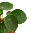 Pilea Peperomioides Chinese Money Plant | Easy Care Coin-Shaped Leaves | House Plant Shop