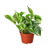 Pothos 'Marble Queen'