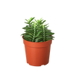 Devil's Backbone Euphorbia