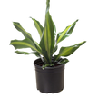 Dracaena Golden Heart