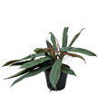Philodendron Bicolor | Rare Climbing Plant with Velvety Two-Tone Leaves | House Plant Shop