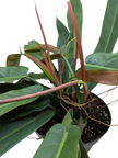Philodendron Bicolor | Rare Climbing Plant with Velvety Two-Tone Leaves | House Plant Shop