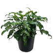 Philodendron Xanadu
